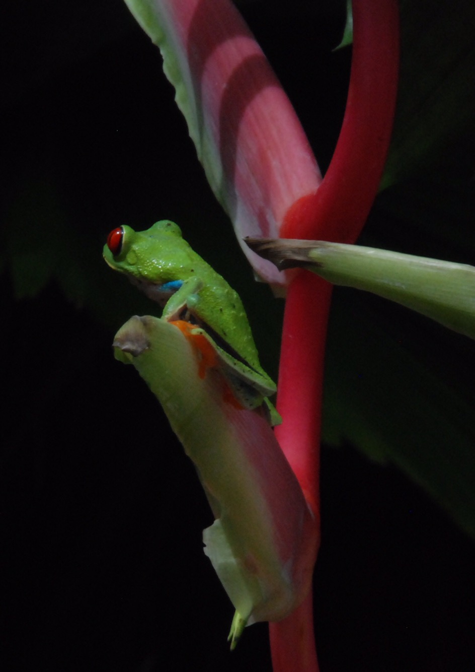 Pura Vida! Costa&nbsp;Rica