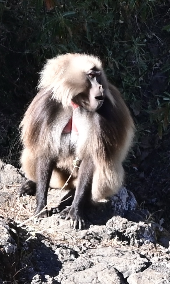 Etiopía. La cuna de la humanidad. 2. De Gondar a Bahir Dar.